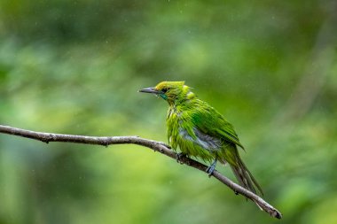 Fırfırlı tüylü küçük bir yaprak kuş, bulanık bir orman arka planına karşı ince kahverengi bir dala tünemiş..