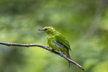 Fırfırlı tüylü küçük bir yaprak kuş, bulanık bir orman arka planına karşı ince kahverengi bir dala tünemiş..