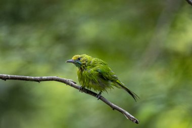 Fırfırlı tüylü küçük bir yaprak kuş, bulanık bir orman arka planına karşı ince kahverengi bir dala tünemiş..