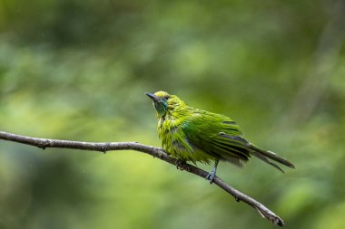 Fırfırlı tüylü küçük bir yaprak kuş, bulanık bir orman arka planına karşı ince kahverengi bir dala tünemiş..