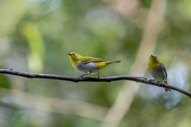 Hindistanlı beyaz göz (