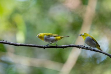 Hindistanlı beyaz göz (