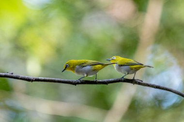 Hindistanlı beyaz göz (