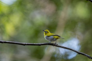 Hindistanlı beyaz göz (