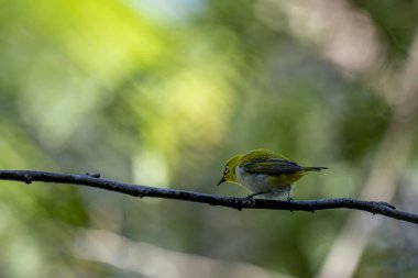 Hindistanlı beyaz göz (