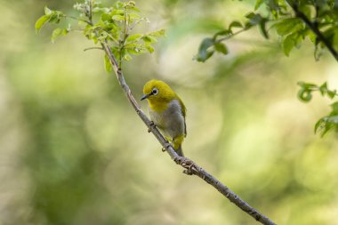 A small, yellow-green Indian white-eye bird with a distinctive white eye-ring perches on a thin branch. The blurred background is green foliage.