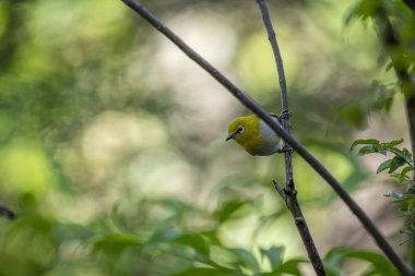 İnce bir dalın üzerinde kendine özgü beyaz göz halkası olan küçük, sarı-yeşil bir kızılderili beyaz gözlü kuş. Bulanık arkaplan yeşil yapraklar..