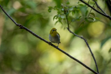 A small, yellow-green Indian white-eye bird with a distinctive white eye-ring perches on a thin branch. The blurred background is green foliage.
