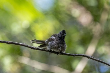Yağmurda bir dalın tepesinde siyah bir ibikli ve belirgin kırmızı bir yamaca sahip ıslak kırmızı bir bulbul..