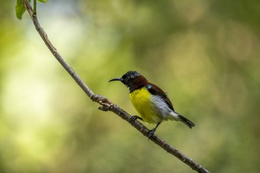 Erkek bir Mor popolu güneş kuşu, Hindistan 'a özgü, bir dalın üzerine tünemiş, canlı yeşil, kestane rengi ve sarı tüyler sergiliyor..