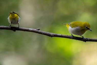 İki beyaz-göz (Zosterops palpebrosus), küçük, beyaz göz halkalarıyla sarımsı zeytin kuşları, bir dala tünemiş.