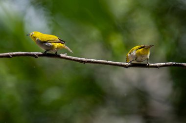 İki beyaz-göz (Zosterops palpebrosus), küçük, beyaz göz halkalarıyla sarımsı zeytin kuşları, bir dala tünemiş.