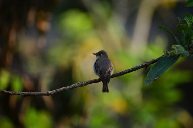 Bu küçük, esmer-gri sinekkapan tek başına ince, yatay bir dala tünemiş. Yumuşak, benekli tüyleri, yemyeşil ve sarı bokeh 'e karışıyor yemyeşil, güneşli orman arka planında.