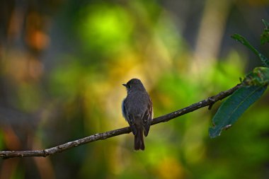 Bu küçük, esmer-gri sinekkapan tek başına ince, yatay bir dala tünemiş. Yumuşak, benekli tüyleri, yemyeşil ve sarı bokeh 'e karışıyor yemyeşil, güneşli orman arka planında.
