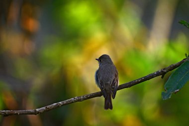 Bu küçük, esmer-gri sinekkapan tek başına ince, yatay bir dala tünemiş. Yumuşak, benekli tüyleri, yemyeşil ve sarı bokeh 'e karışıyor yemyeşil, güneşli orman arka planında.
