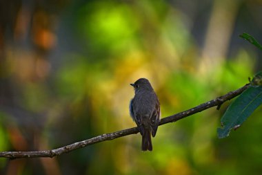 Bu küçük, esmer-gri sinekkapan tek başına ince, yatay bir dala tünemiş. Yumuşak, benekli tüyleri, yemyeşil ve sarı bokeh 'e karışıyor yemyeşil, güneşli orman arka planında.
