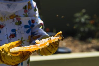 Arıcı elinde bal tarağı tutuyor.