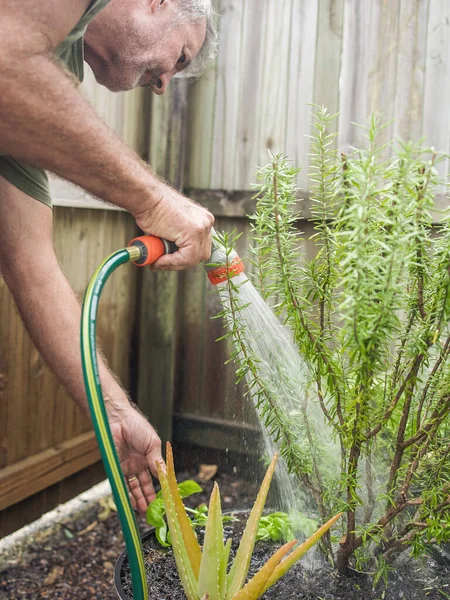 stock image Senior man cuts rosemary in courtyard. Home gardening, herbs and plants in garden