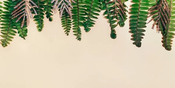 Samambaia verde natural e folhas douradas em papel biege pálido. — Fotografia de Stock