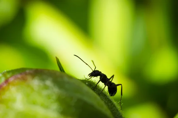 Macro formiga preta — Fotografia de Stock