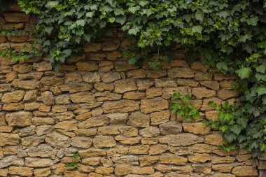 Ivy ile eski taş çit 