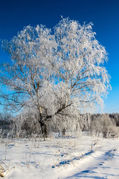 hoarfrost huş ağacı 