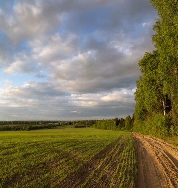 Alan ve orman arasındaki yol