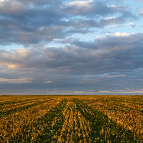 Campo semeado com trevo, céu nublado — Fotografia de Stock