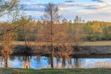 Kızılağaç nehir sazlık, erken yaprak