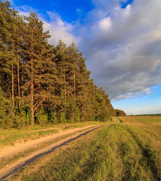 Orman ve alan, batan güneşin yaktı çam ağaçları arasında yol gider