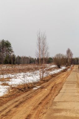 Baharda yola yakın huş ağacı