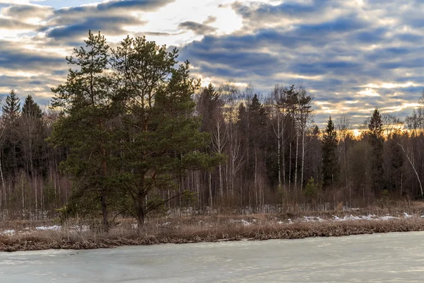 Вечір у лісі біля озера, вкритого льодом — стокове фото