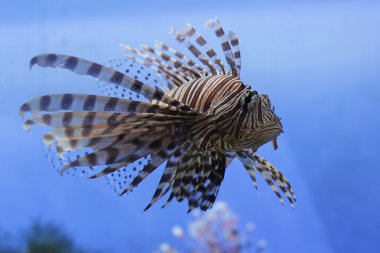 Kırmızı lionfish akvaryum
