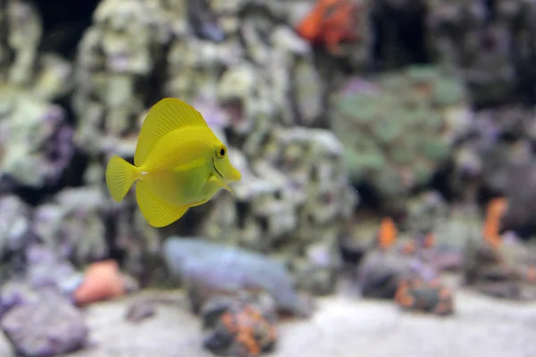 Желтая рыба зебрасома в аквакультуре — стоковое фото