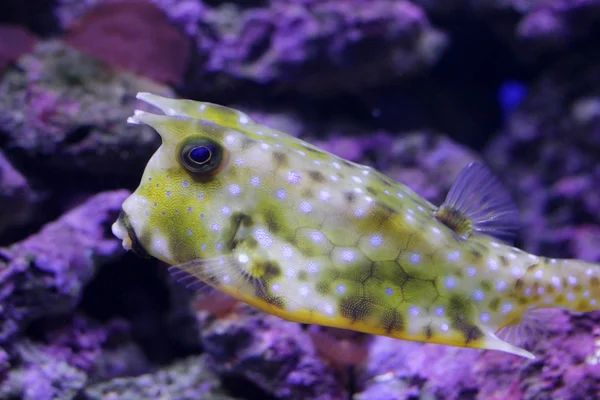 牛在水族馆的鱼 — 图库照片