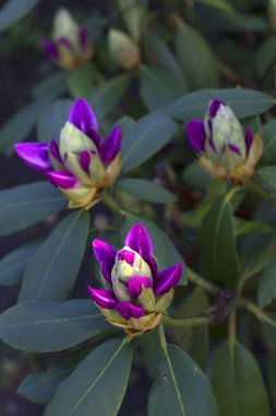 açılmamış tomurcuk mor çiçek