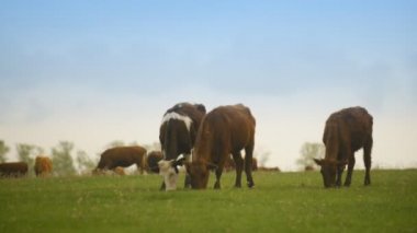  Büyük bir alanda otlayan inekler sürüsü