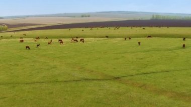 Büyük bir alanda otlayan inekler sürüsü