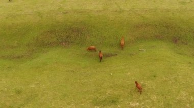 kaçarken bir alanda inek sürüsü 