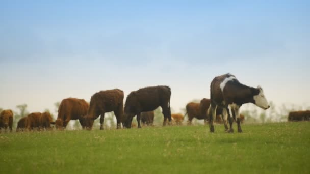 Uma manada de vacas pastando em um campo enorme — Vídeo de Stock