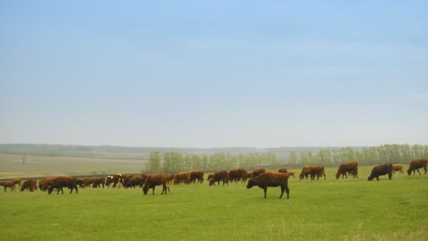 Стадо коров пасущихся на огромном поле — стоковое видео