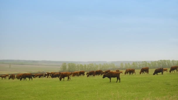 Un troupeau de vaches broutant sur un immense champ  
