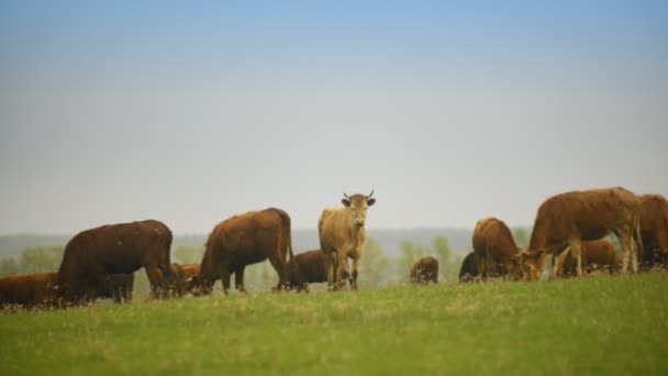 Una manada de vacas pastando en un enorme campo — Vídeo de stock