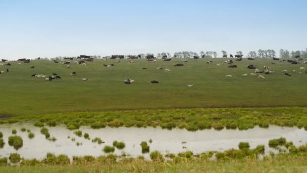 Una manada de vacas pastando en un enorme campo — Vídeo de stock
