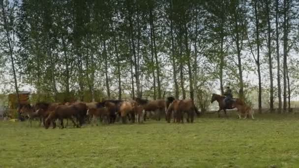 Άλογα που βόσκουν σε ένα μεγάλο πεδίο — Αρχείο Βίντεο