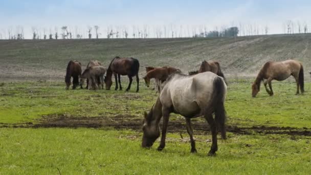 Caballos pastando en un campo grande — Vídeo de stock