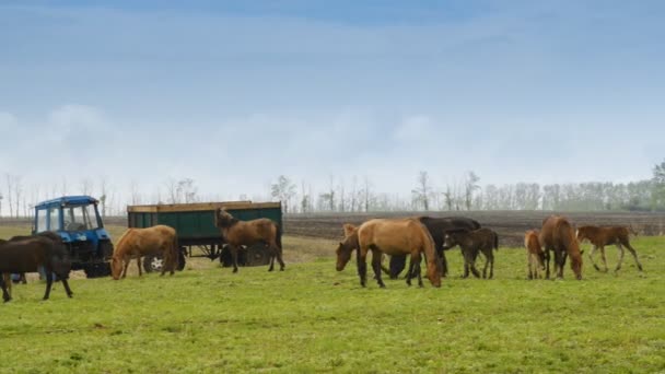 Caballos pastando en un campo grande — Vídeos de Stock