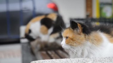 2 güzel cats dinlendirici bir banka şehir
