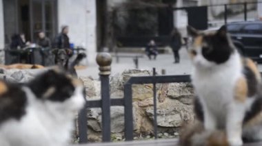 2 güzel cats dinlendirici bir banka şehir