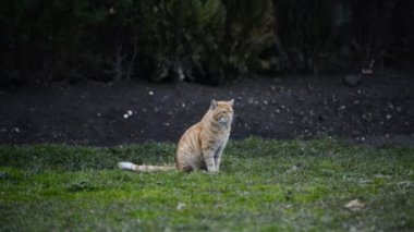 Yeşil çimenlerin üzerinde oturan büyük kedi